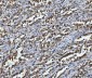 Anti-Aconitase 2 Antibody Picoband™ (monoclonal, 4C12D1)